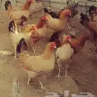 بيض بلدي عضوي طازج