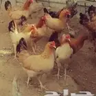 بيض بلدي انتاج يومي جديد على الشرط