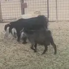 تيس قزم مهجن