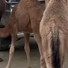 ثلاث بكار وحده 6اشهر وثنتين 4 اشهر