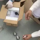 للبيع ميزان اكتروني( عرض نهاية السنة)