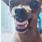 كلب فنان مجاني