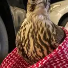 مطلوب طير صقر مايتعدا سعره 1800