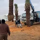 يتوفر لدينا نخل عربي والواشنطني من متر الى سبعه متر متوفره