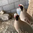 حجل بري للبيع منتج
