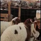 ذبايح مع خدمه الذبح والتغليف والتوصيل