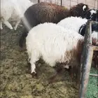 ذبايح خروف ورخله