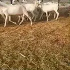 السلام عليكم ورحمة الله