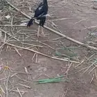 Two German Shamo roosters for sale Shamo chicks