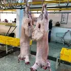 خرفان جزله للمناسبات