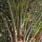Date palm seedlings fruitful date palms Sagai Sukari Majdool