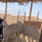 ذبايح طيبه واسعار منسابه