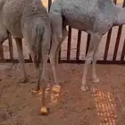 قعدان للبيع