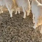 بهم حري