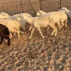 غنم خلفات للبيع 14 تحتها 14