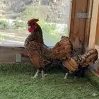 زوج سبرايت نحاسي منتج.