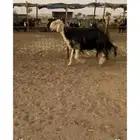 فحل نجدي