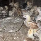 صوص دجاج