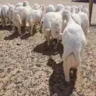 بهم للبيع