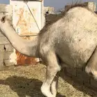 قعود مفرود فل شحم