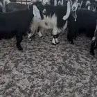 معزا