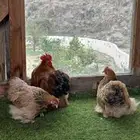 طقم كوشن بوف سلفر إنتاج خارجي