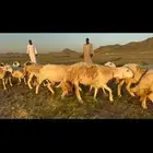غنم حريات دفيع مراح طيب