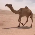 للبيع بكره لقيه صفرا كفووو