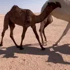 للبيع قعود دبياني كفووو