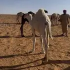 حشو لبانيات