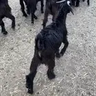 13 تيس كفو بلديه شرط