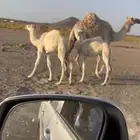 ناقه ضروبه او قصب