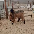 تيس قبرصي مشروط بالاحساء