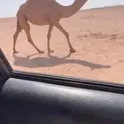 للبيع بكره شعلا لقحه كفوو