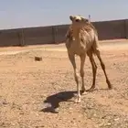 بكره ذلول للبيع
