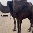 حواره كفو للبيع