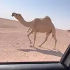 للبيع ضريبه شقحى كفوو