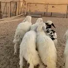 بهم حري