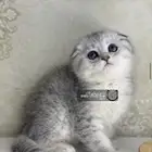 سكوتش فولد بيور تربل فولد سكوتش ستريت قطط مسجل قطه قطو كيتن