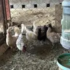 دجاج عربي كويتي قزم (حباحب)