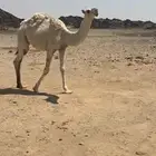للبيع البكرة الكفو