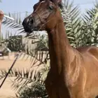 مهر واهو