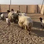 نعيم مواليد