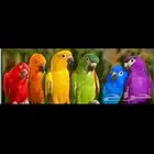 ترويض وتوليف وفندقه وعيادة