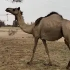 ابل لقاح