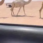 للبيع بكره حقه رمانيه كفووو