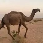 ضريبه مبيوع ولدها قبل ثلاث شهور