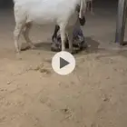جذع خصم قريع حار