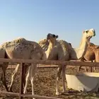 عشارا معها قعود مفرود