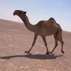 للبيع بكره حقه صفرا باتليه كفوو